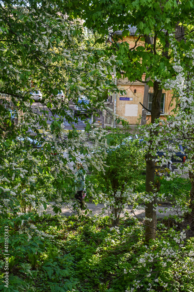 Fototapeta premium dawn in the spring flowering garden