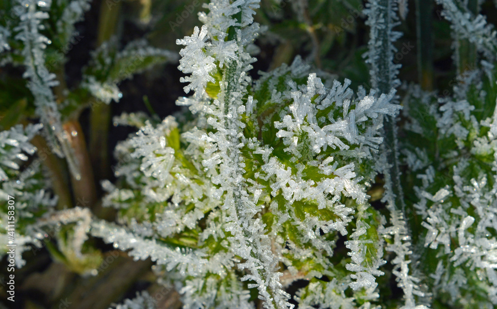 Close up with Leaves on the grass field in the winter morning with frost on it Close up with Leaves on the grass field in the winter morning with frost on it