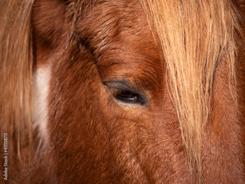 Close up of eye and fringe of a piebald pony.