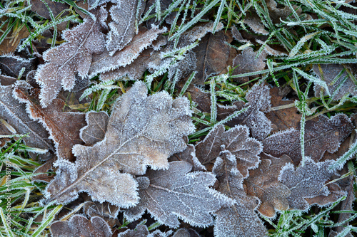 Close up with Leaves on the grass field in the winter morning with frost on it