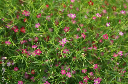 pink flowers  and green leaves with blur © wittaya