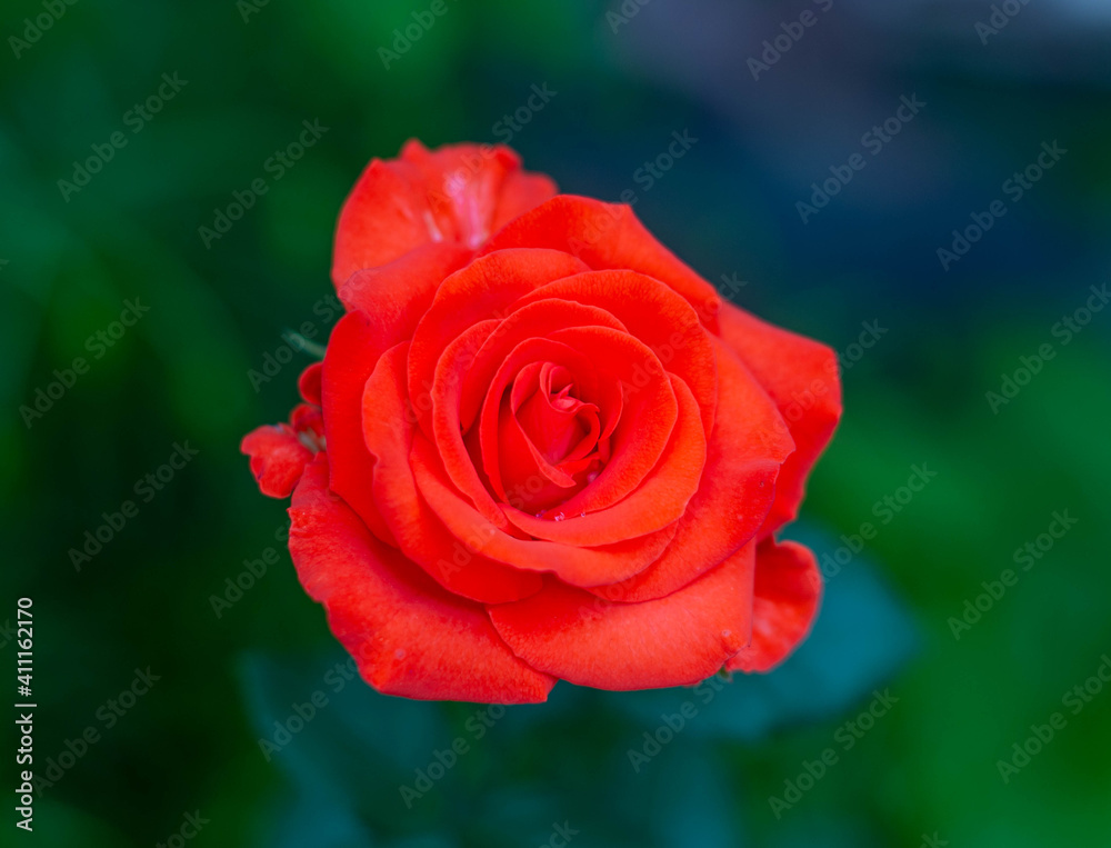 Very beautiful red rose flower for the holiday