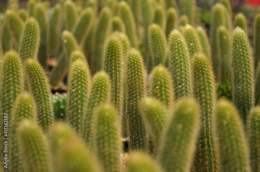 Baby cactus in pot with blur background Baby cactus in pot with blur background