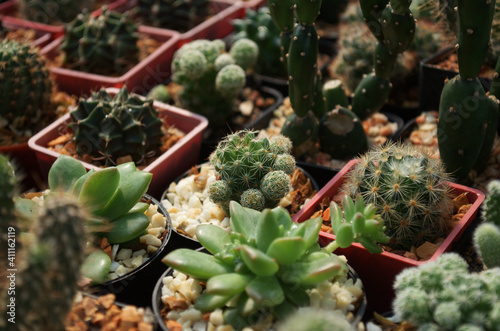 baby cactus in pot with daylight and blur