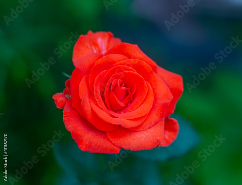 Very beautiful red rose flower for the holiday