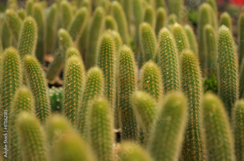 Baby cactus in pot with blur background