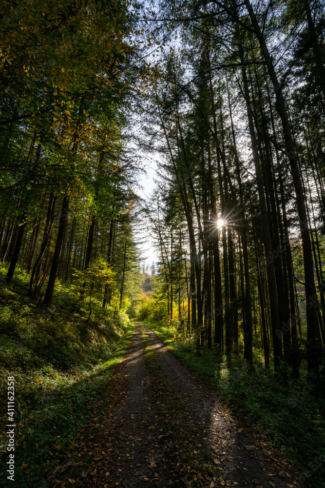 Obraz premium Waldweg im Odenwald