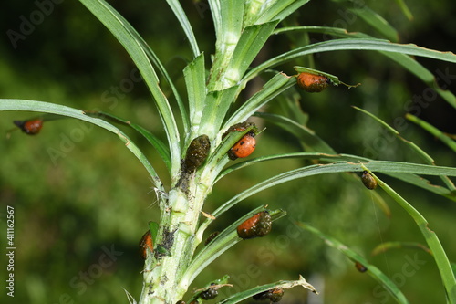 Lily plant heavily infested by red lily beetle larvae Lilioceris lilli with feces camouflage photo