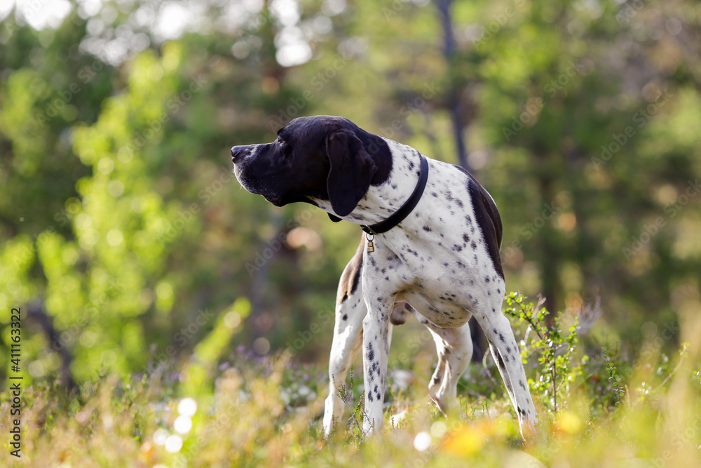 Dog english pointer