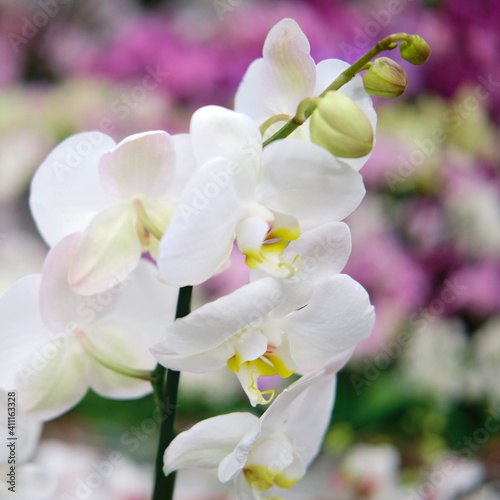 White orchid flowers are grown in the greenhouse of the store for home gardening