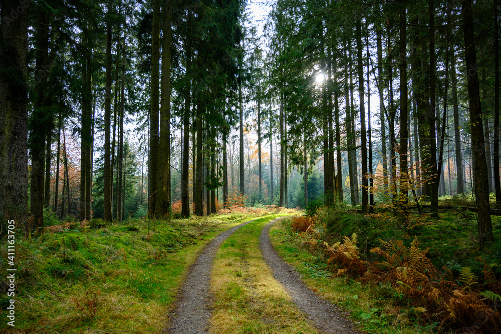 Obraz premium Waldweg im Odenwald