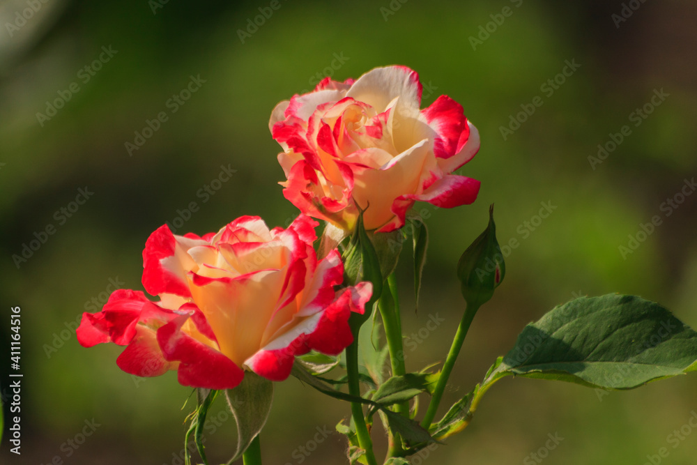 Two red roses close up