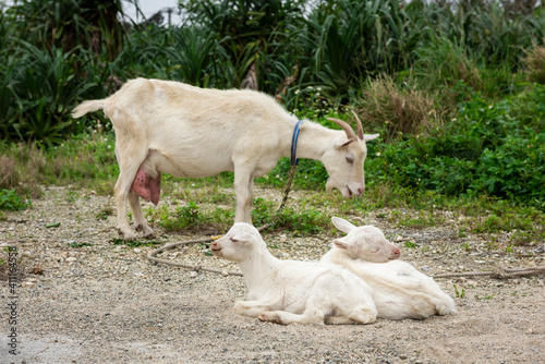 Domestic goat mommy with milk teats and her two white baby goat resting on the ground