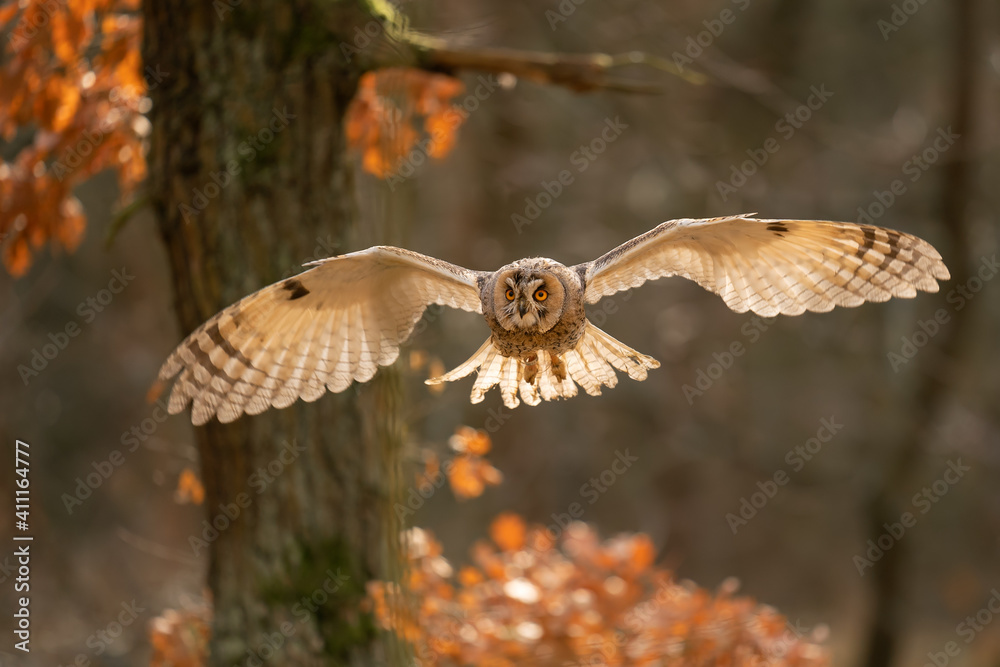 Long-eared owl in the fly with sunlight in his feather on the wing ...