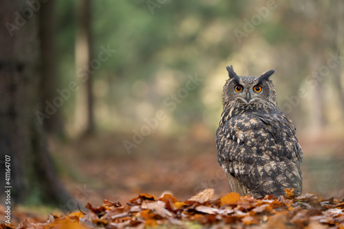 Eurasian eagle-owl noctural raptor on autumn leaves with creamy background of colorful forest