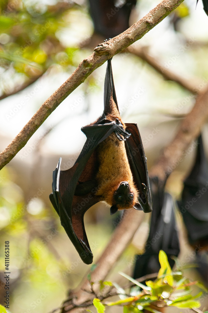 indian-flying-fox-indischer-riesenflughund-pteropus-giganteus