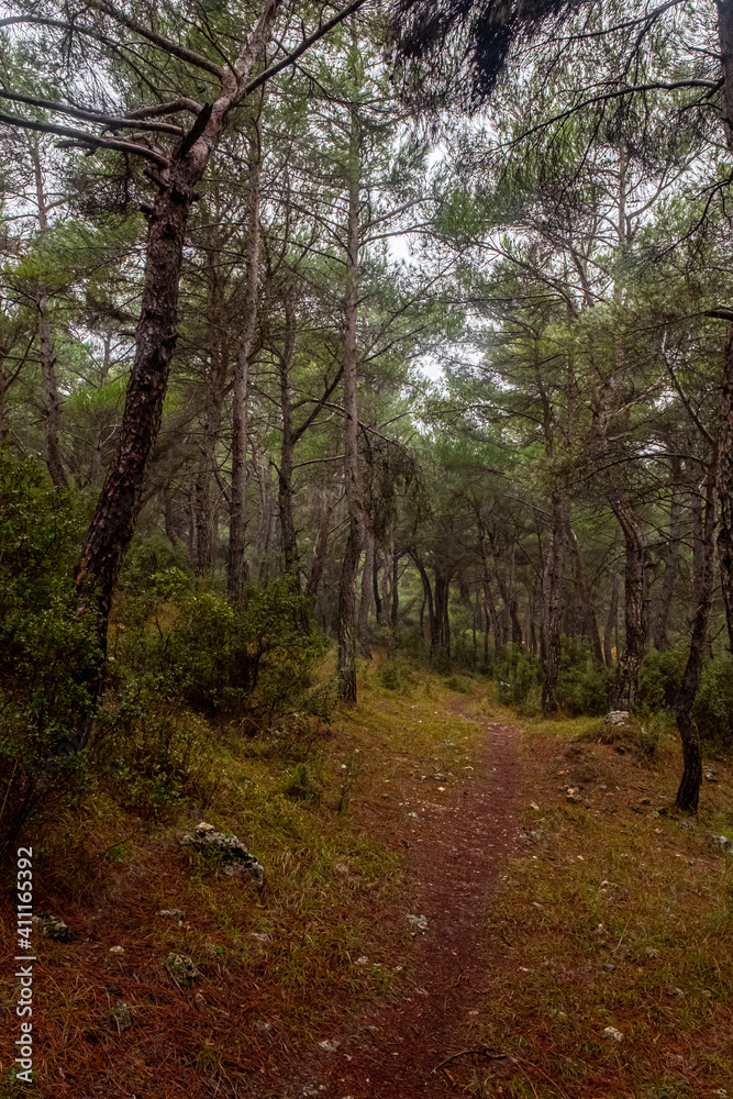 path in the woods