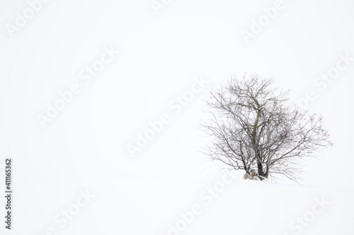 arbol solitario en medio de la nieve photo