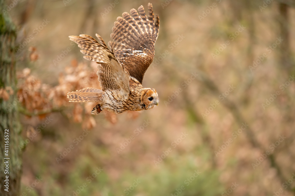 Fototapeta premium Tawny owl in the flight from the side with blurred colourful background.