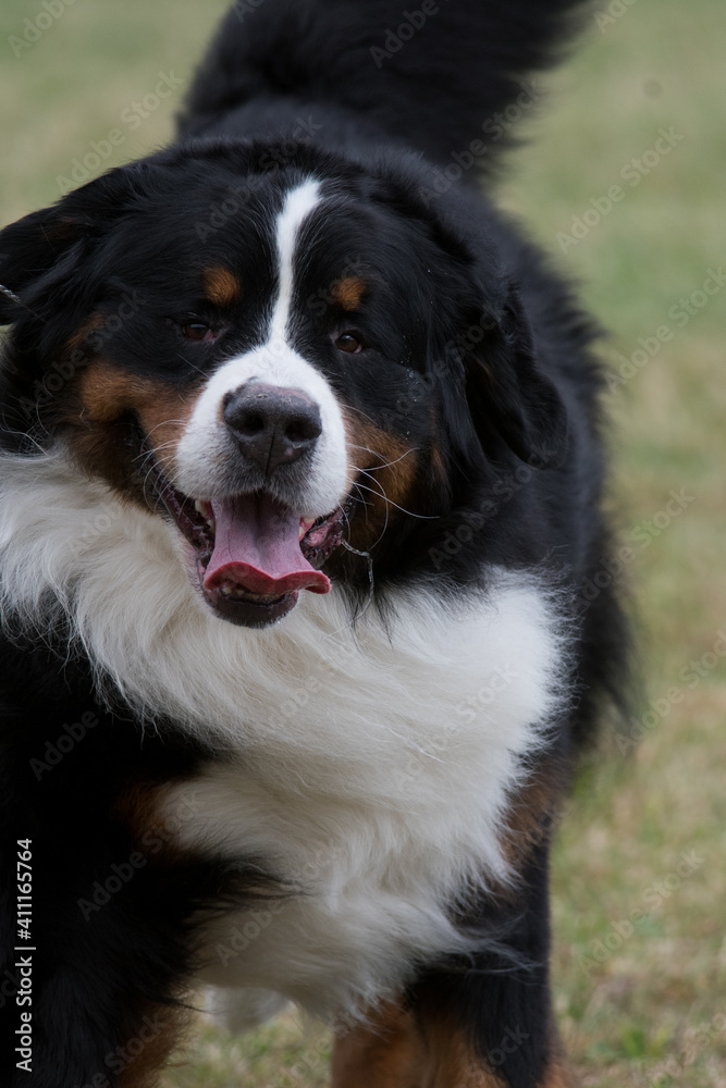 bernese mountain dog with tongue out