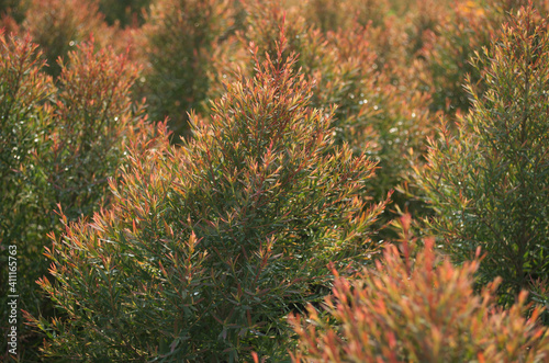 red juniperus with daylight