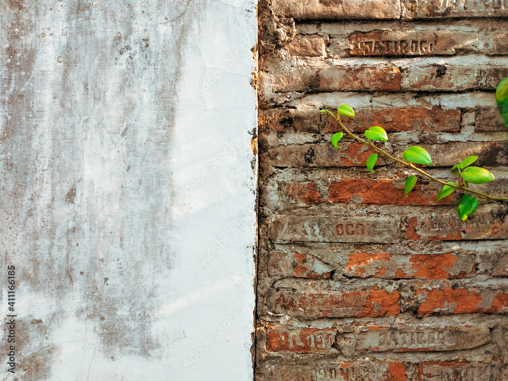 Naklejka premium old brick wall and vine leaves