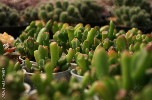 green plant in pot with blur