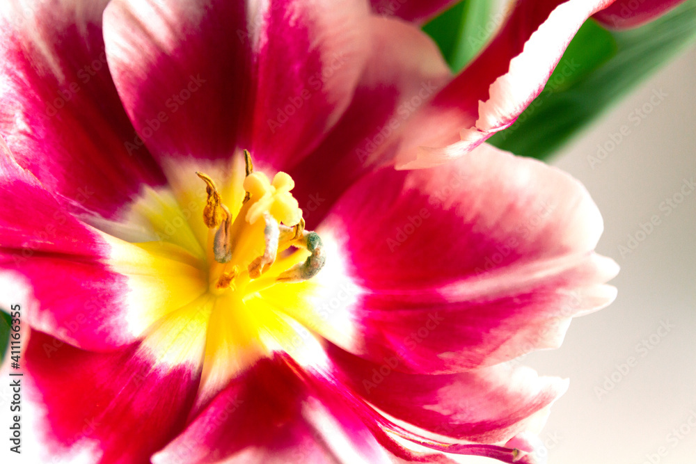 Fototapeta premium Macro photography of a white-pink tulip, stamens close-up. Selective focus.