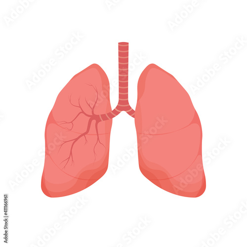 Healthy Lungs - human internal organ. Respiratory system icon. Anatomy, medicine concept. Healthcare. Vector illustration isolated on white background.