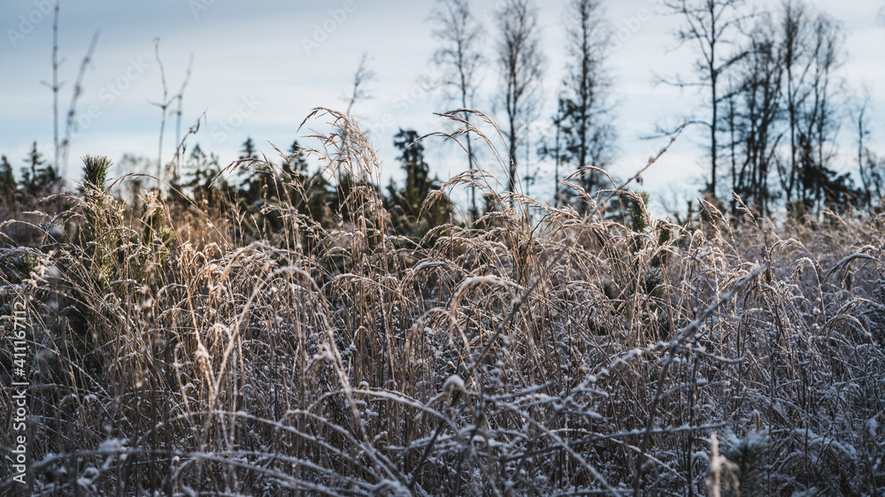 Fototapeta premium Sun-lit grass stalks covered with frost, grow young pines. Background blurred, forest.