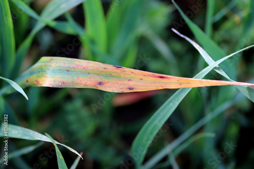 Cereal disease probably wheat tan spot , tan spot of cereals photo