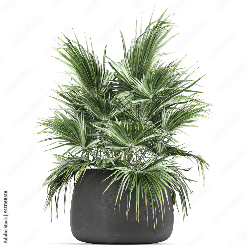 palm in black pots isolated on white background
