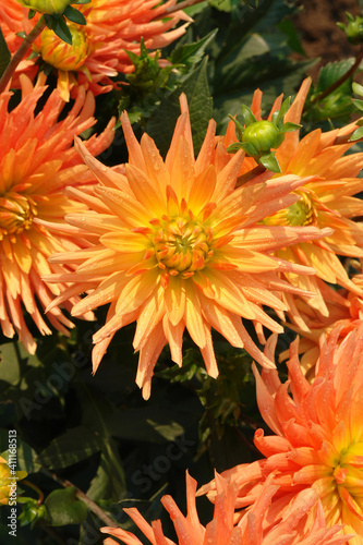 Semi-cactus dahlia of the 'Ludwig Helfert' variety - a gorgeous variety which produces large spiky orange flowers