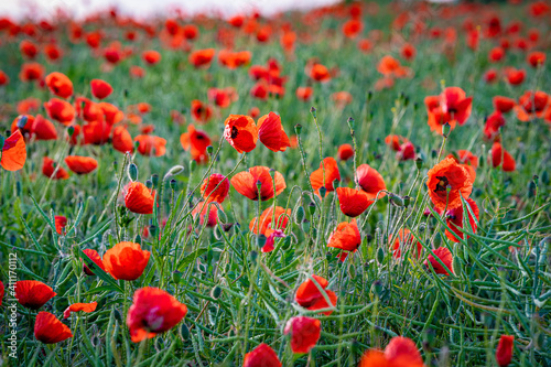 Klatschmohn in einem Rapsfeld