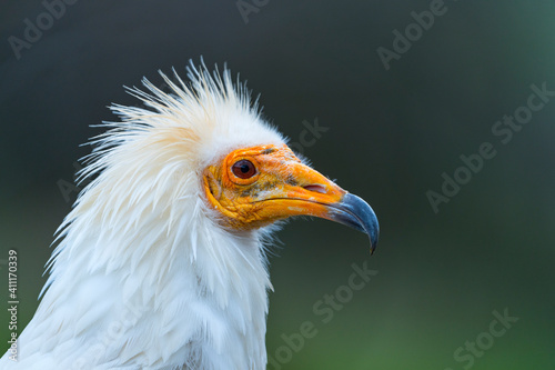 Detail of the head of an Egyptian Vulture  Neophron percnopterus . White scavenger vulture or pharaoh s chicken. In Spanish Alimoche com  n  abanto     guirre o buitre egipcio