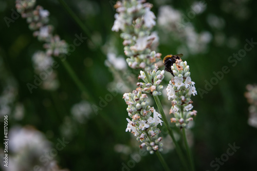 Bumblebee on white lavender hiding © Jana
