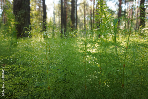 Green grass in the forest