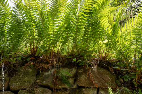 Farnpflanzen auf einer Natursteinmauer