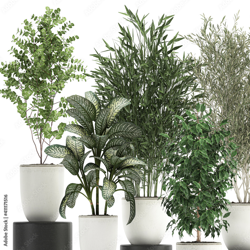 exotic plants in a white pot on white background