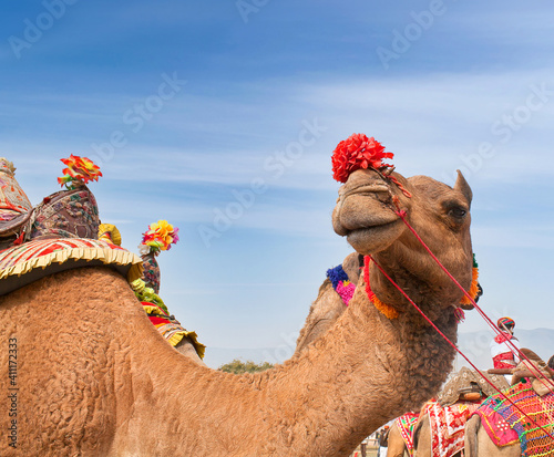 Dromedary Camel on Bikaner camel festival in Rajasthan, India. The Camel Festival begins with a colorful procession of bedecked camels.