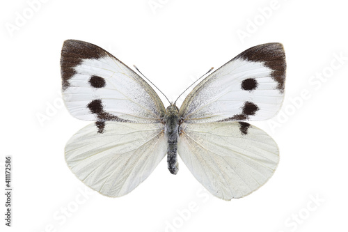 Butterfly - the large white (Pieris brassicae) isolated on white