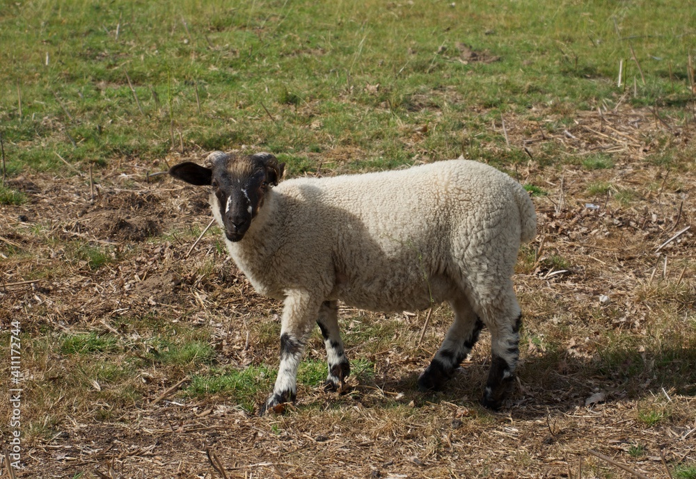 Obraz premium Sheep in farm.