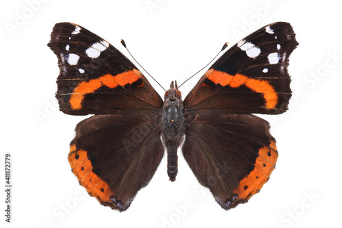 Butterfly - the red admiral (Vanessa atalanta) isolated on white photo
