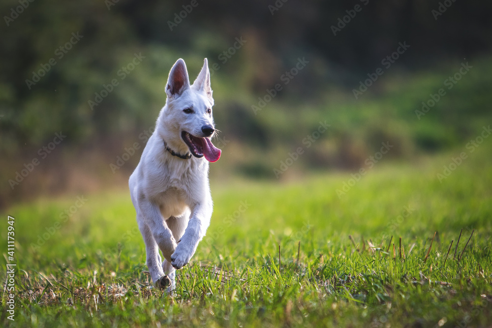 White Swiss Shepherd Dog running on a meadow