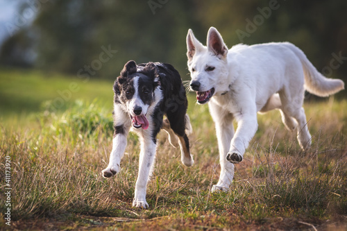 Obraz na płótnie Border Collie and White Swiss Shepherd Dog puppy playing on a meadow w salonie