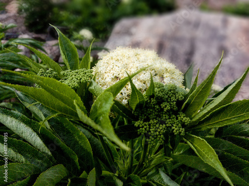 Closeup shot of sambuowers growing on the rocks photo