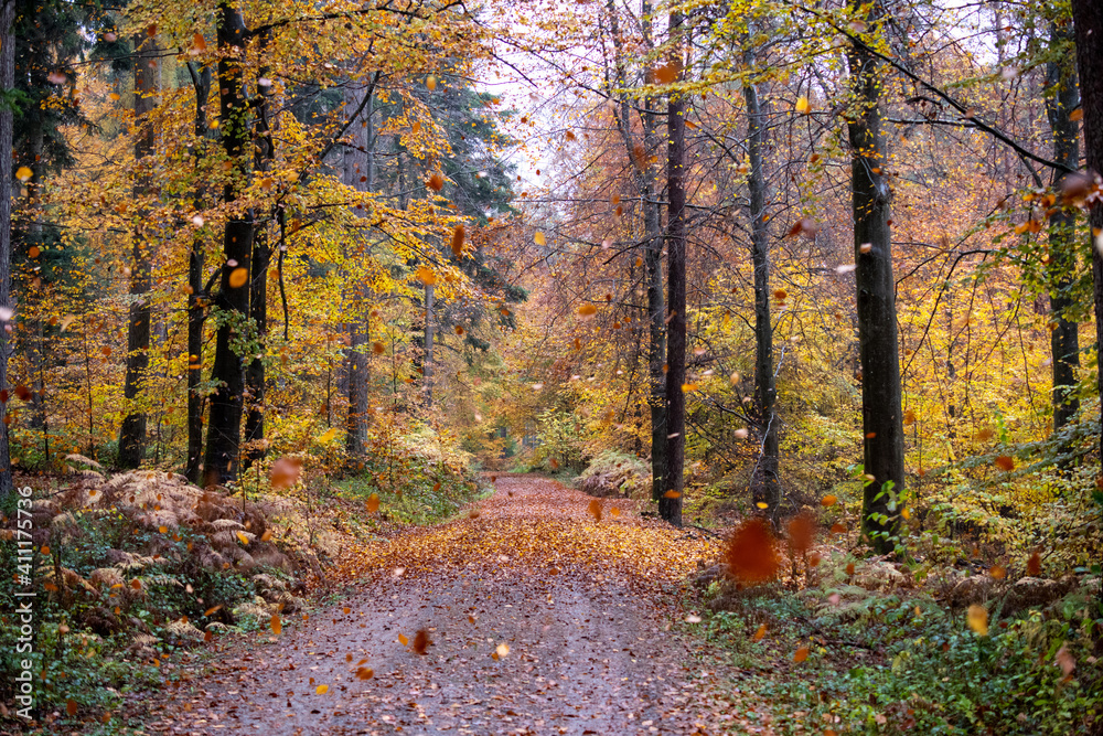Herbstwald
