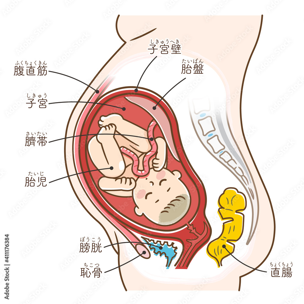 Obraz premium お腹の中の胎児のイラスト