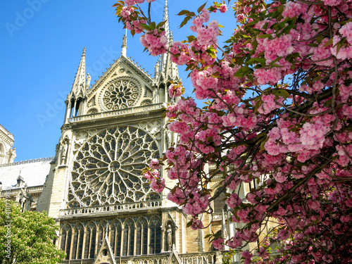 notre dame and cherry blossoms