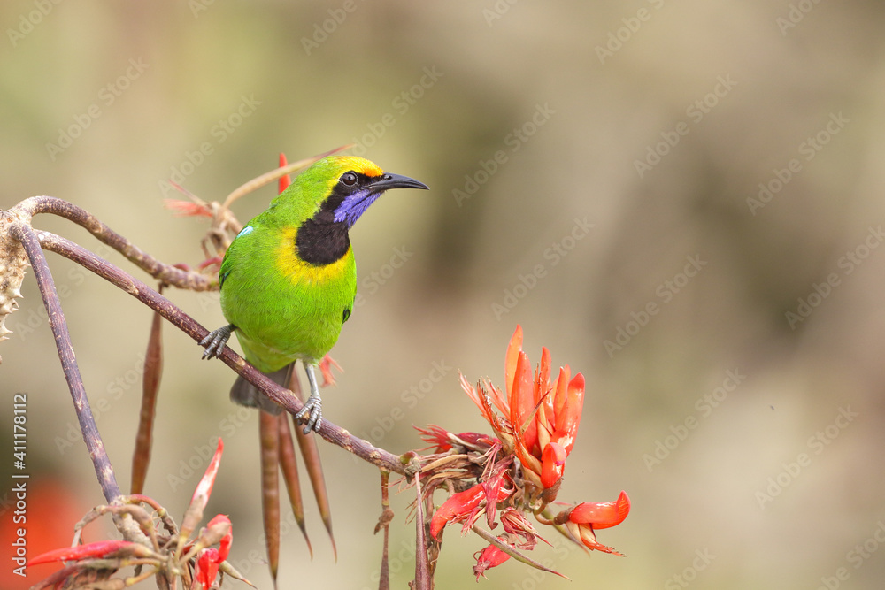 golden-fronted leafbird  perched on a branch
